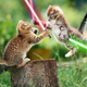 Illustration for article titled Squirrels and Kittens Battle for the Future of the Galaxy